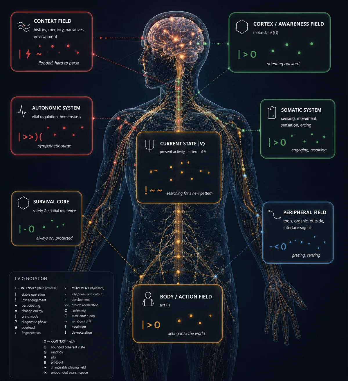 The nervous system visualised as interacting context, awareness, autonomic, somatic and action fields
